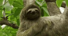 sloths-funny.gif