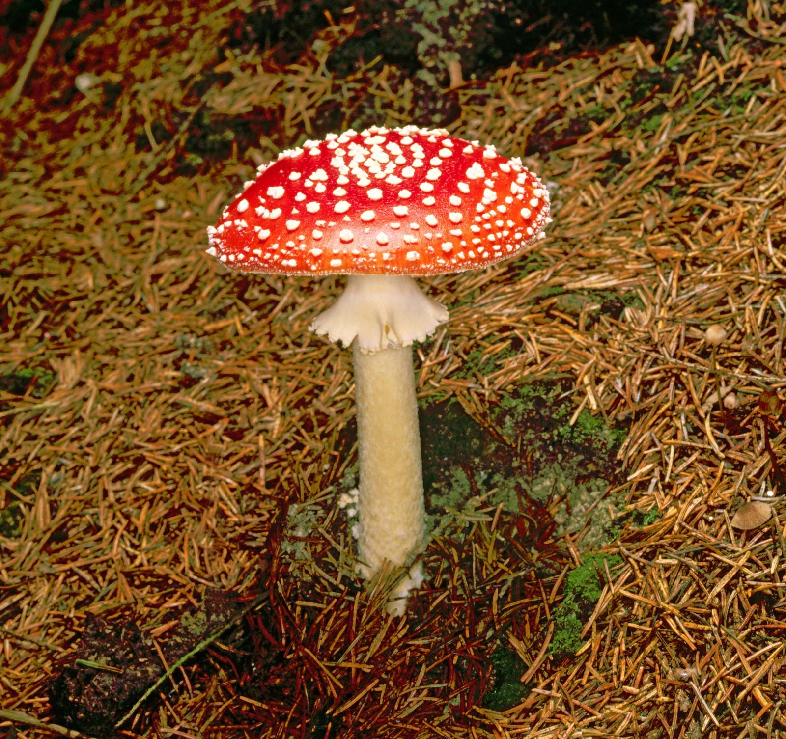 Fly-agaric-amanita-mushroom.jpg