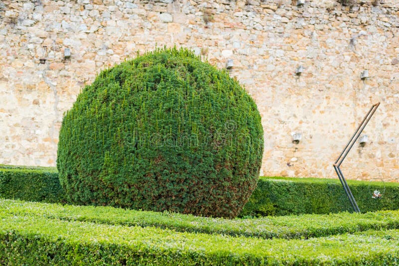 round-bush-tuscan-garden-italy-83050504.jpg