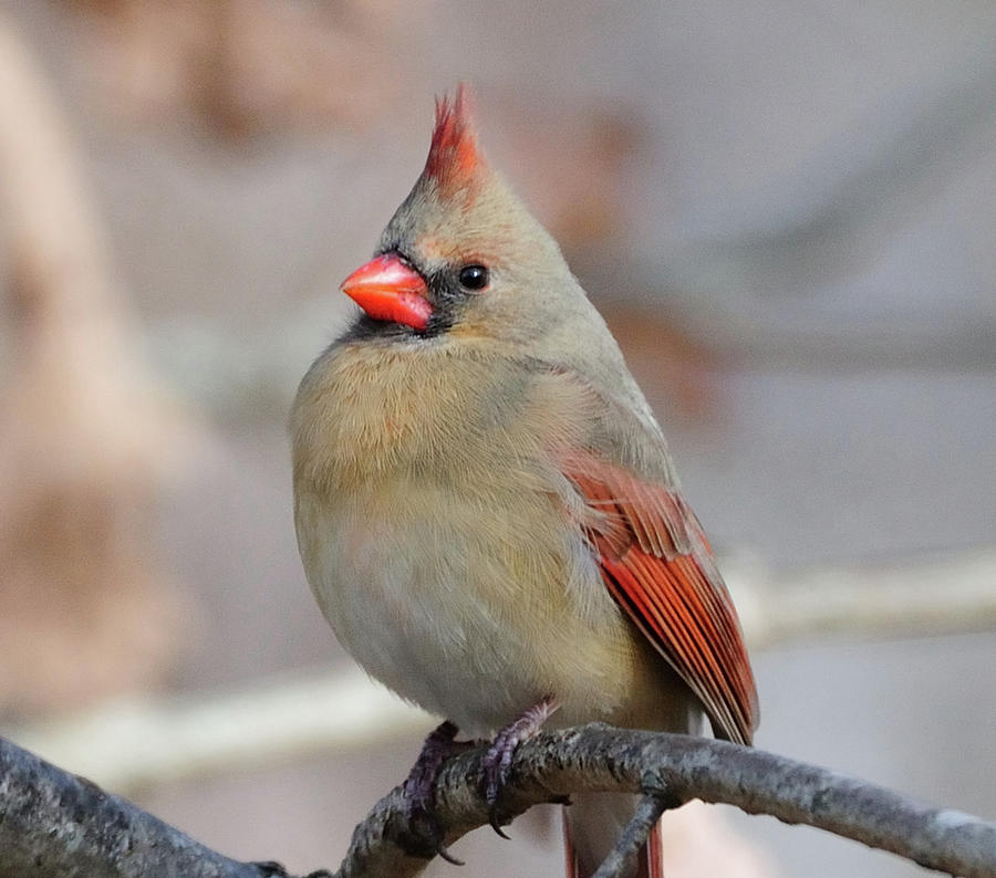 5-female-cardinal-diane-giurco.jpg