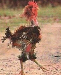 44d53fbb830bc21217f39a17fd471bc5--roosters-funny-things.jpg