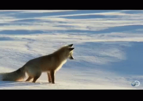 fox-snow.gif