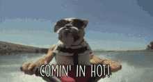 dog-coming-in-hot.gif