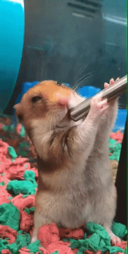 hamster-drink.gif