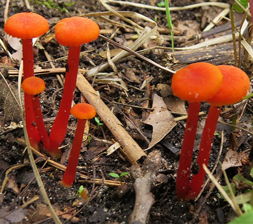 goblet-waxcap-hygrocybe-cantharellus.jpg
