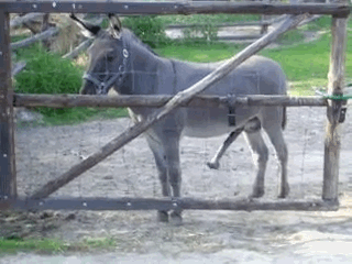p9OGvM6.gif