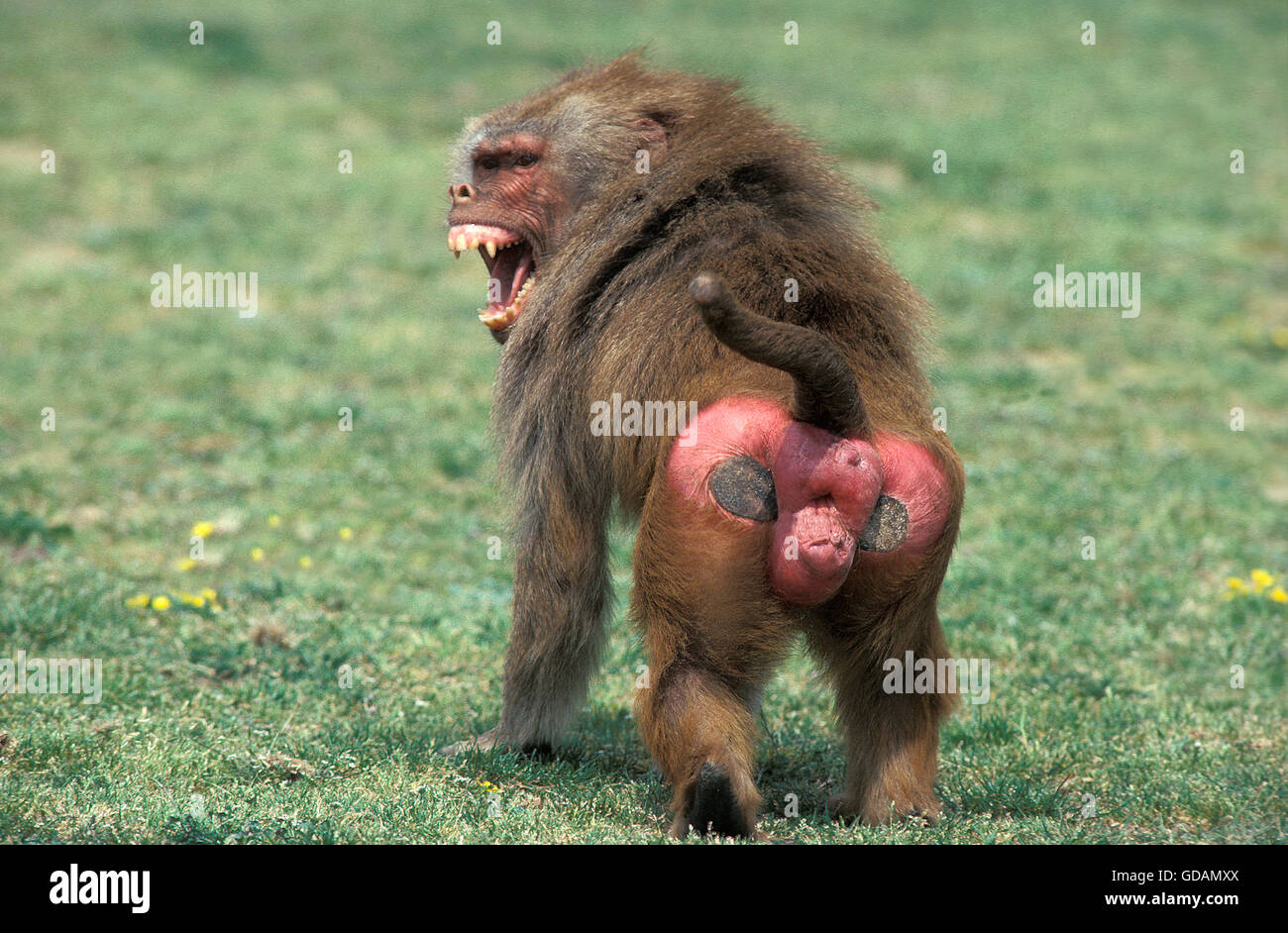 hamadryas-baboon-papio-hamadryas-male-threat-displaying-GDAMXX.jpg