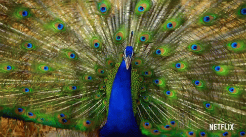 peacock-life-in-color-with-david-attenborough.gif
