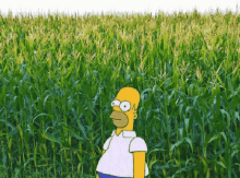 corn-field.gif