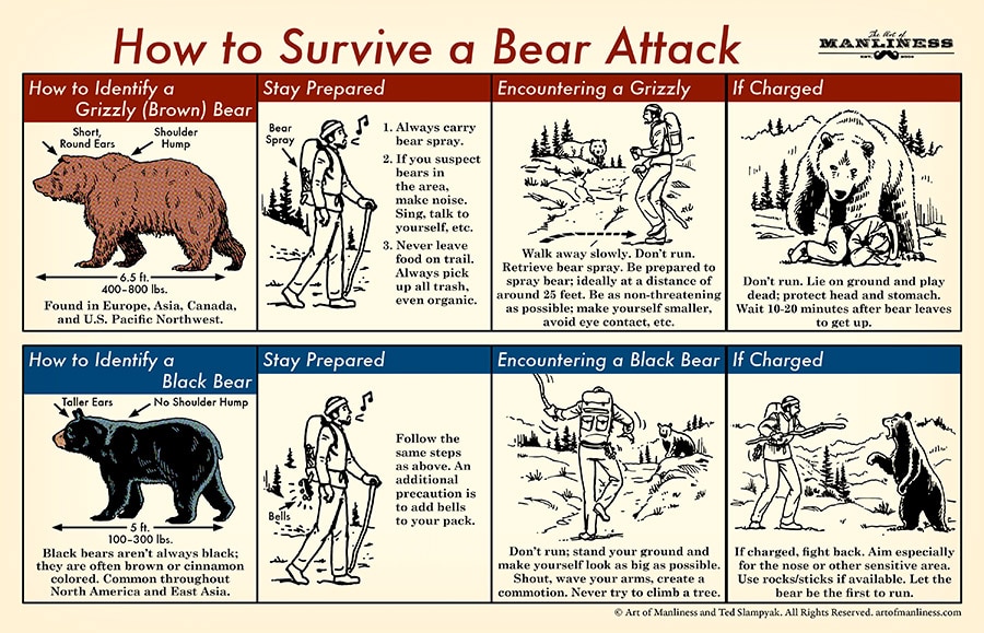 Bear-Attack-2.jpg