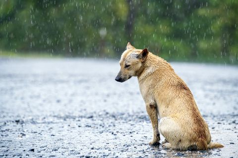 stray-dog-getting-wet-in-rain-on-country-road-royalty-free-image-1611743002.