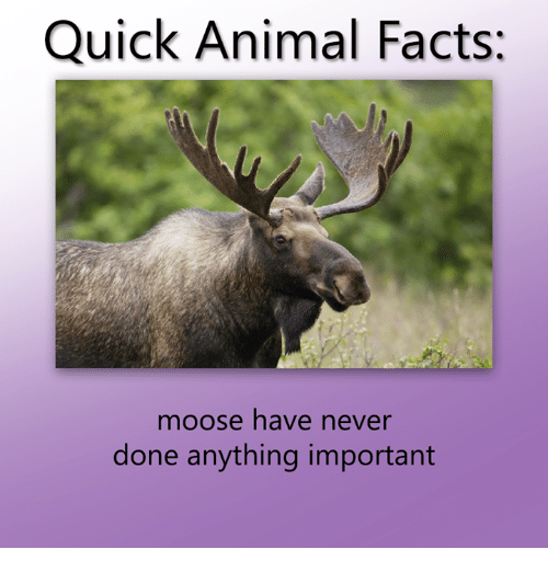 wildlife-quick-animal-facts-moose-have-never-done-anything-important