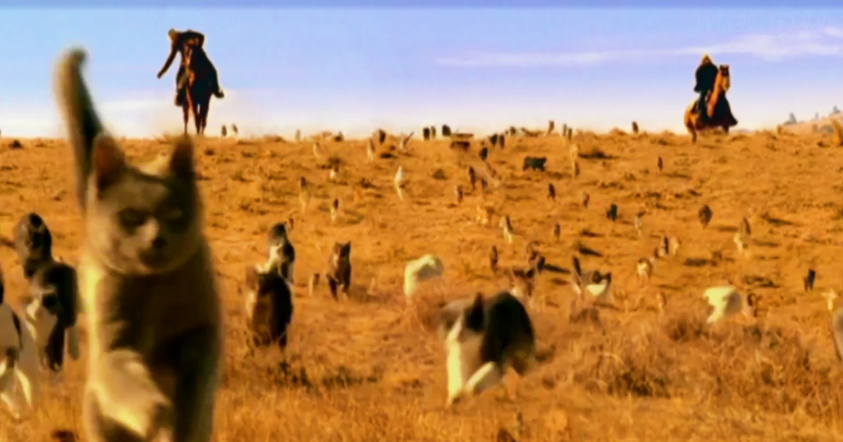 cowboys-herding-cats-og1-1196x628.png