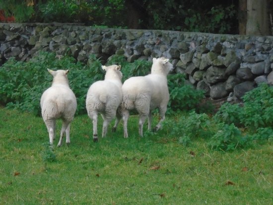 the-sheep-on-the-run.jpg
