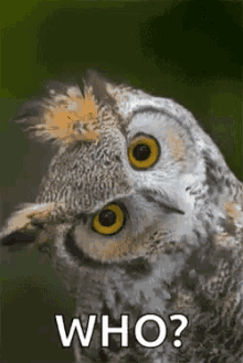 owl-who.gif