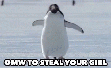 on-my-way-to-steal-your-girl-penguin.gif