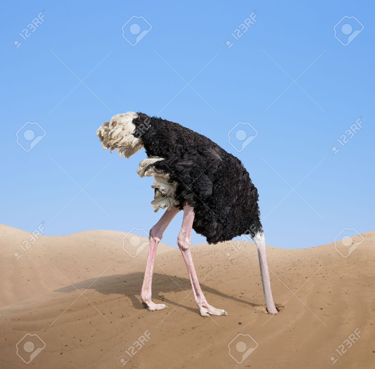 31721808-scared-ostrich-burying-its-head-in-sand.jpg