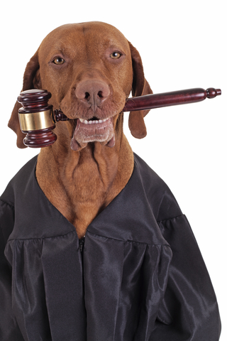 dog-judge.jpg