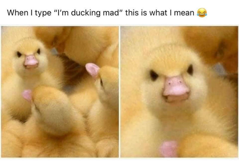 when-i-type-im-ducking-mad-meme.jpg