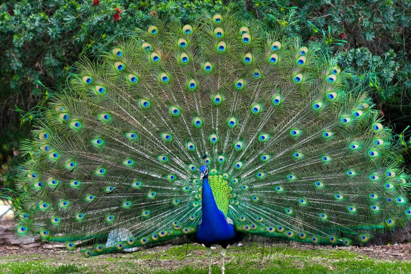 peacock-fanned-tail-12834202.jpg