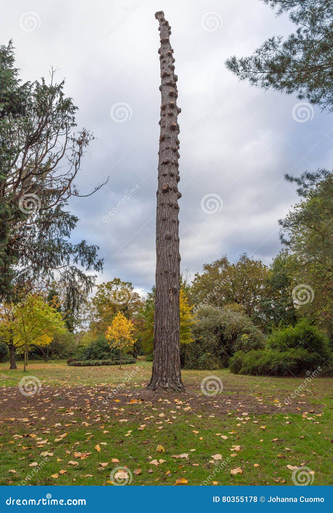 tall-tree-no-branches-autumnal-setting-took-visit-to-glade-sidcup-kent-was-surprised-to-see-where-80355178.jpg