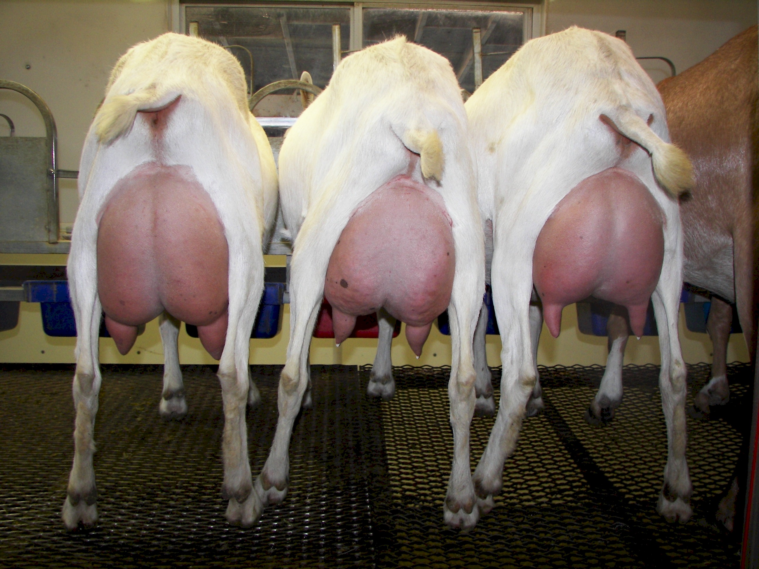 clyde-daughters-rear-udders-jpeg.5067