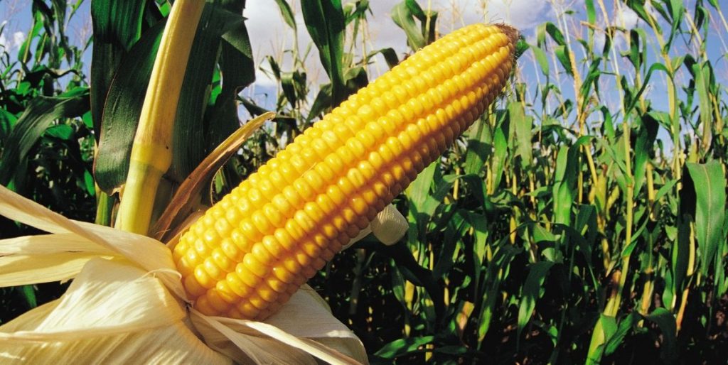 when-to-grow-corn-1-1024x514.jpg