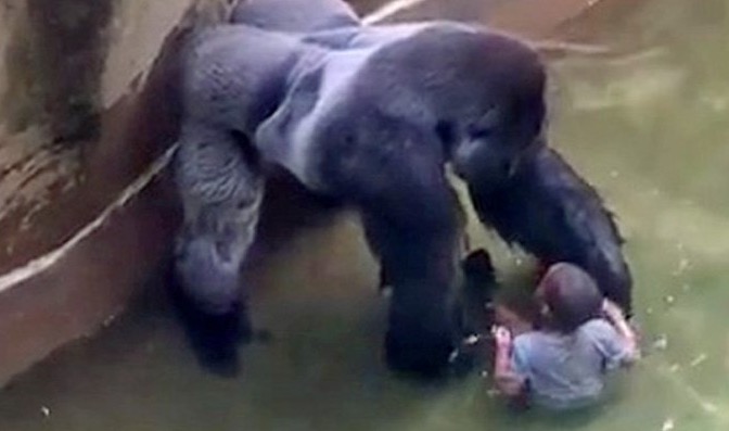 gorilla-cincinnati-zoo-grabs-child-fallen-into-habitat.jpg